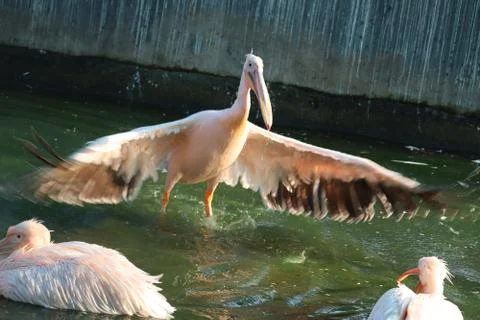 Great white or eastern white pelican, rosy pelican or white pelican is a bird Stock Photos