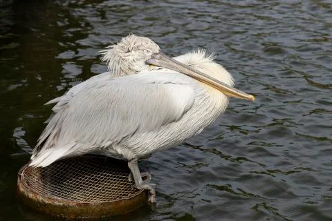 Great white or eastern white pelican. Foto stock