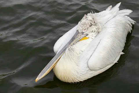 Great white or eastern white pelican. Stock-Fotos