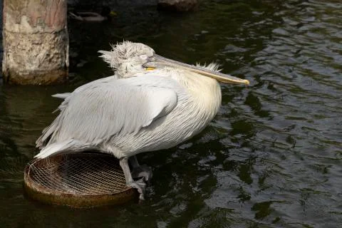 Great white or eastern white pelican. Stock Photos