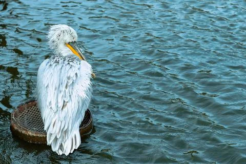 Great white or eastern white pelican. Stock Photos