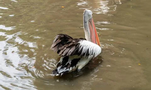 Great white or eastern white pelican, rosy pelican or white pelican is a bird Foto stock
