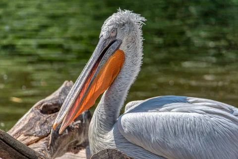 Great white or eastern white pelican Stock Photos