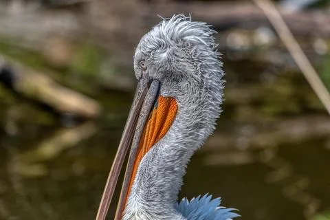 Great white or eastern white pelican Stock Photos
