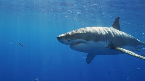 A Great White passes by the camera Stock Footage 95496504