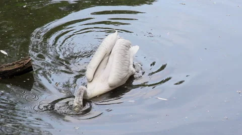 Great white pelican 库存影片 63858066