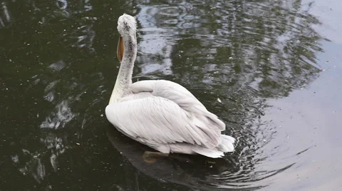 Great white pelican Stock Footage 63858506