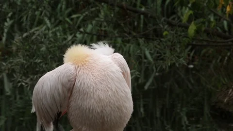 Great White Pelican Vídeo Stock 77185608