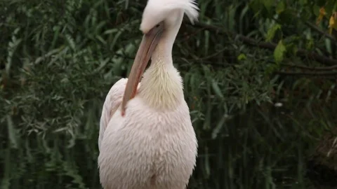 Great White Pelican Vídeo Stock 77185649