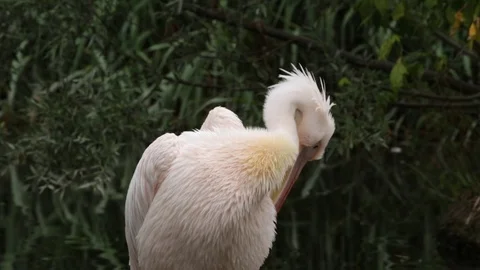 Great White Pelican Vídeo Stock 77185697