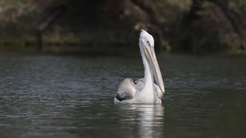 Great white pelican Stock Footage 311732239