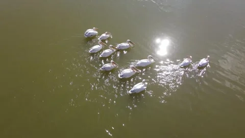 Great White Pelican Stock Footage 332618207