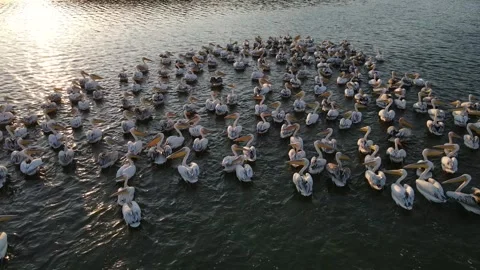 Great White Pelican Stock-Footage 333070677