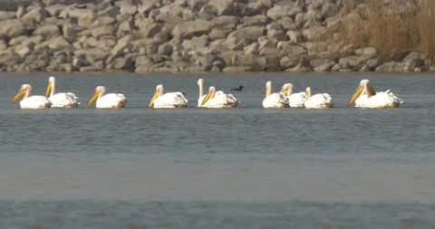 Great White Pelican Видео 337540888