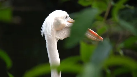 Great White Pelican Looking Around In The Jungle In Different Direction Stock Footage 112985484