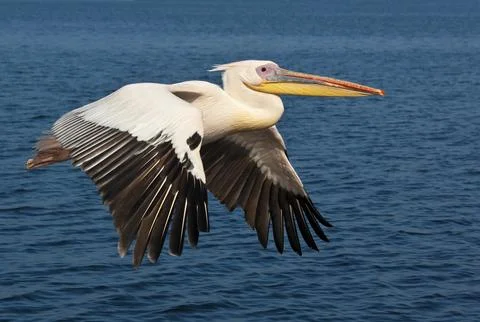 Great White Pelican - Namibia Stock Photos