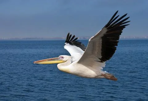 Great White Pelican - Namibia Stock Photos
