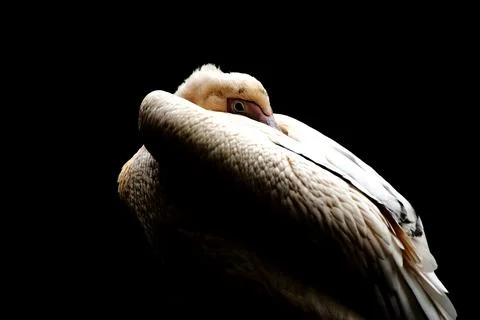 Great white pelican - pelecanus onocrotalus on a black background Stock Photos