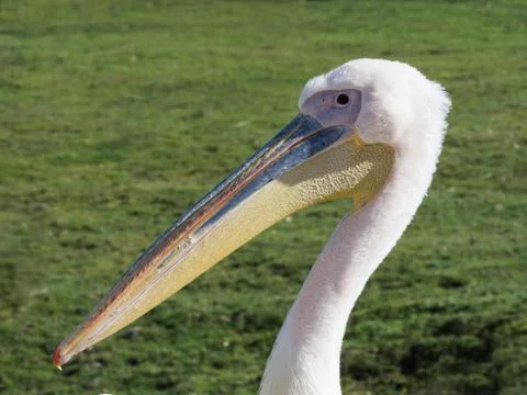 Great white pelican portrait Stock Photos