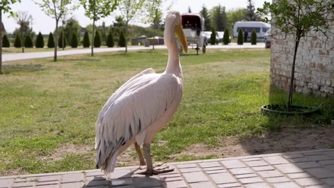 Great White Pelican Standing on Paved Path in Sunny Outdoor Park Stock Footage 339073168