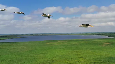 Great white pelicans in flight, aerial image, Danube Delta Stock Footage 157289972