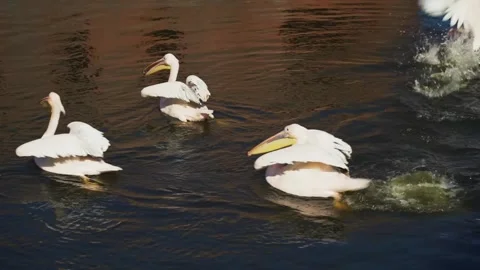 Great White Pelicans Floating Gracefully on Dark Water Stock Footage 301070980