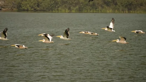 Great White Pelicans Flying Low Over Wetland at Jamnagar Gujarat India 03 Stock Footage 337882149