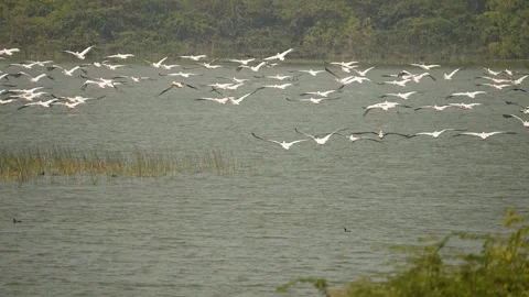 Great White Pelicans Flying Low Over Wetland at Jamnagar Gujarat India 09 Stock Footage 337882152