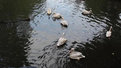 Great white pelicans Video stock 63858788