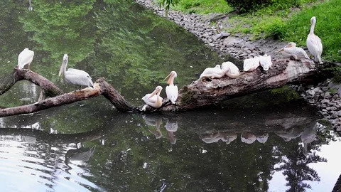 Great white pelicans Видео 74531967