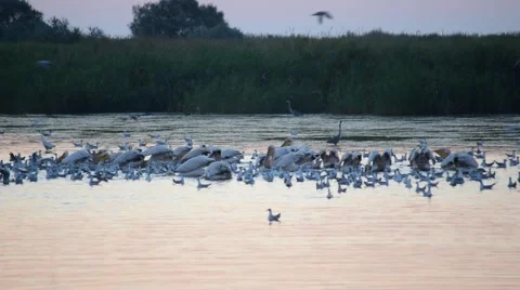 Great white pelicans forage on water at dawn Stock Footage