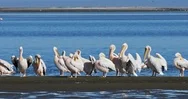 Great White Pelicans (Pelecanus Onocrotalus) Preening. Namibia. Stock Footage