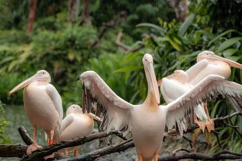 Great white pelicans sit on a tree Stock Photos