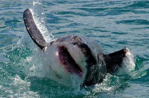 Great white Stock Photos