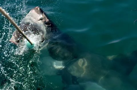 Great white Stock Photos