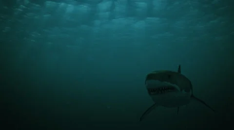 Great White Shark 04 HD Night Stock Footage