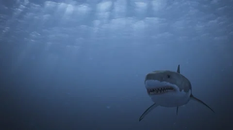 Great White Shark 04 HD Stock Footage