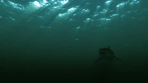 Great White Shark 08 HD Night Stock Footage