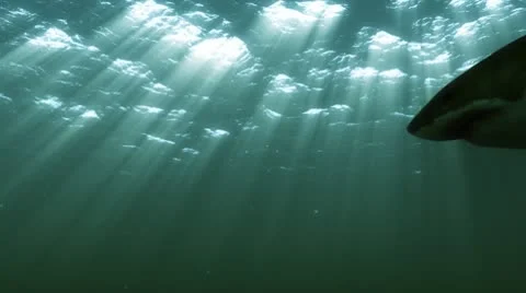 Great White Shark 09 HD Night Stock Footage