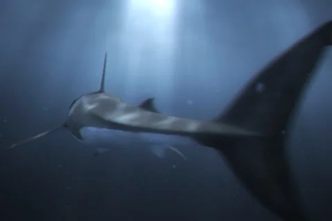 Great White Shark 1 (720x480) Stock Footage