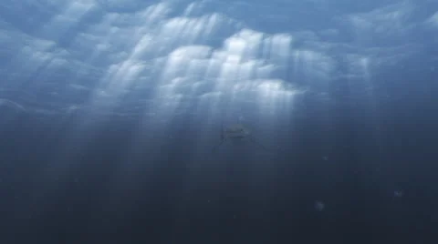 Great White Shark 1 (HD) Stock Footage
