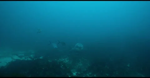 Great White Shark in 2k Stock Footage 51666907