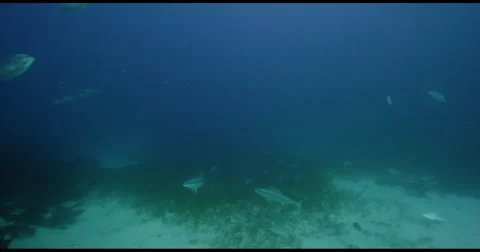Great White Shark in 2k Stock Footage 51685608