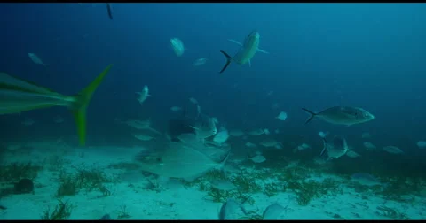 Great White Shark in 2k Stock Footage 51687224