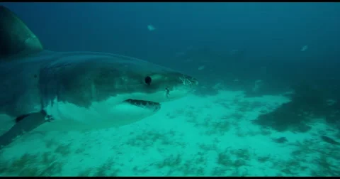 Great White Shark in 2k Vídeos de archivo 51687844