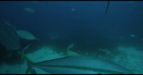 Great White Shark in 2k Stock Footage 51688430
