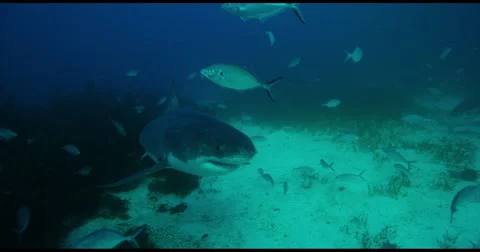 Great White Shark in 2k Stock Footage 51691079