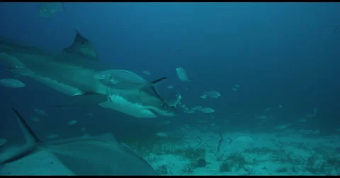 Great White Shark in 2k Stock Footage 51714439