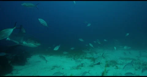 Great White Shark in 2k Stock Footage 51715082