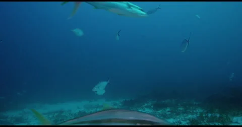 Great White Shark in 2k Stock Footage 51716522
